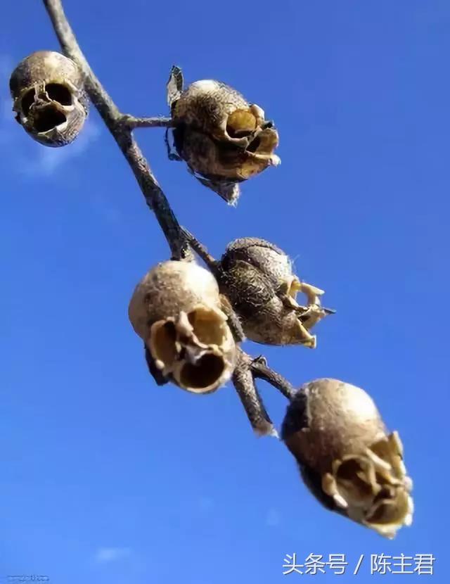 Nf9z7Z5nUuF95989.jpg