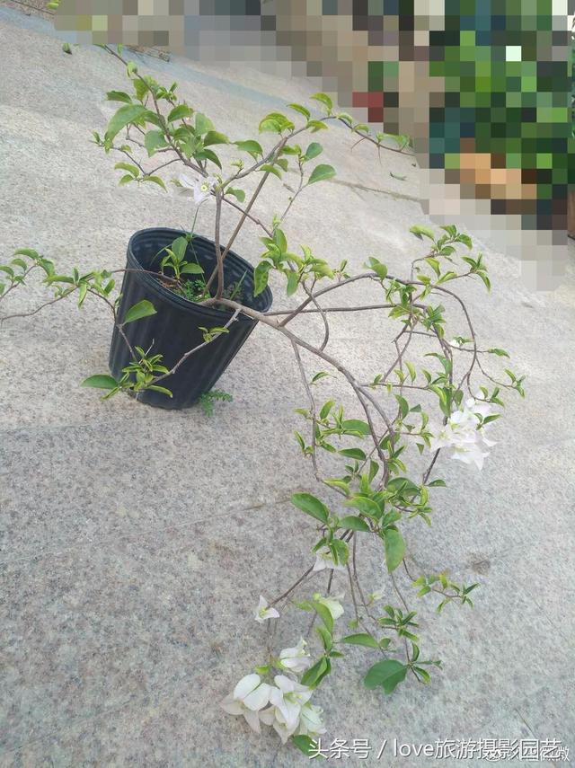 h11K4dsk71sCDHPD.jpg