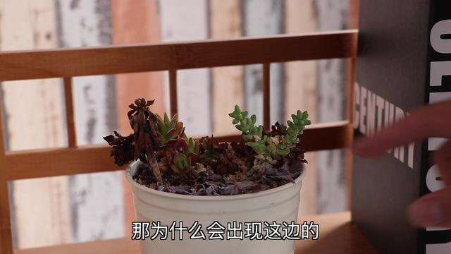 dT3133333pZ7w53T.jpg