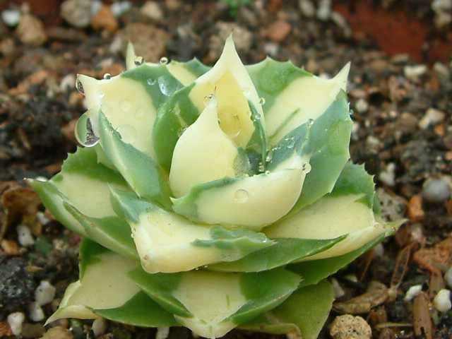 JvZuUMFmMzmzU31T.jpg