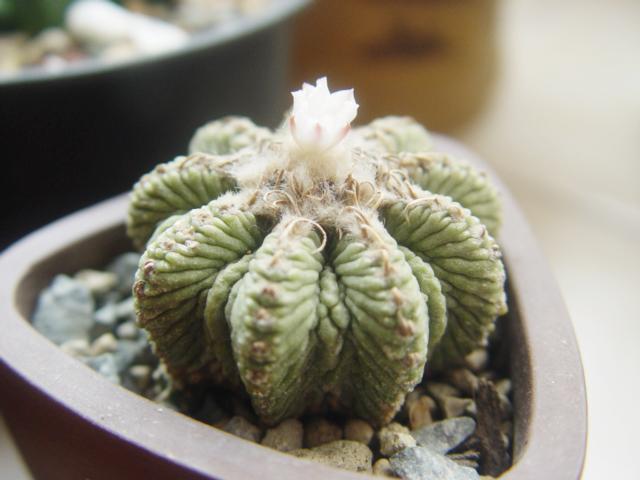 x3CDwMq9j9eaCaUP.jpg