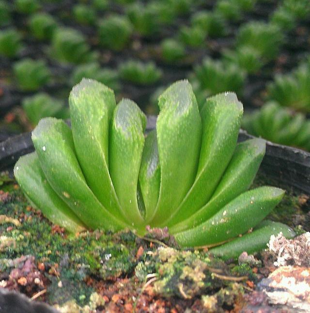 acAffsp9jMva4kf5.jpg
