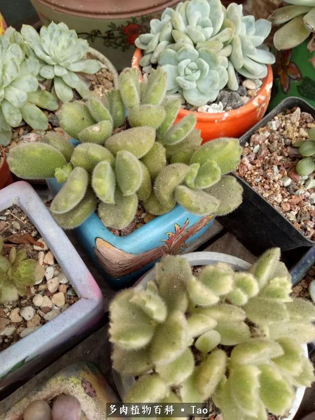 f46N955LL85w1Len.jpg