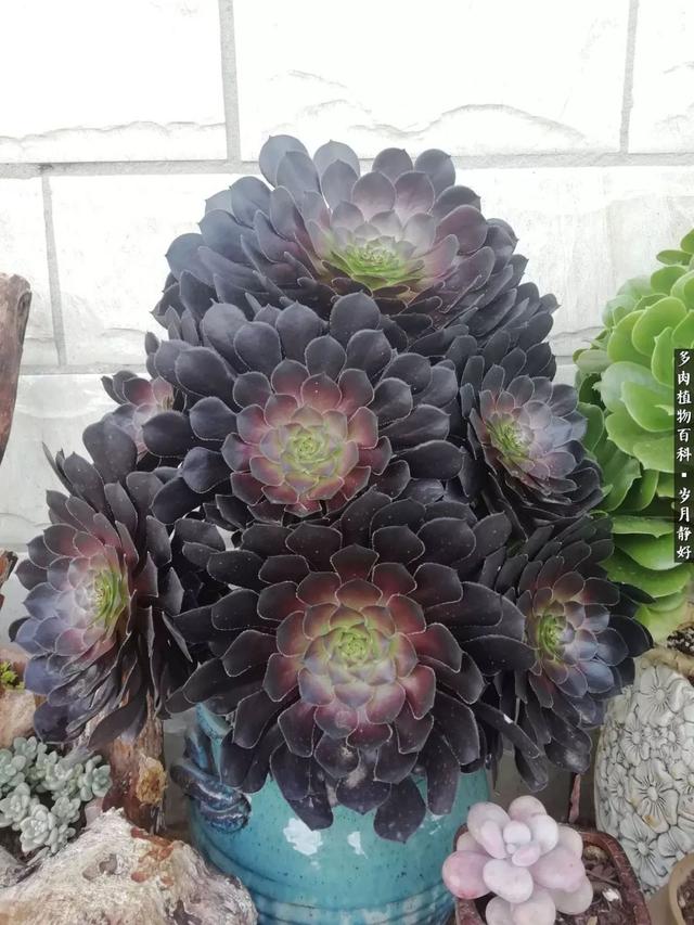 AfizzX7xFSIfZ7g7.jpg