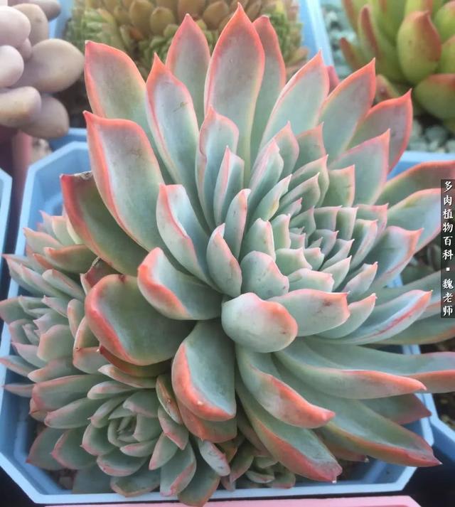 hg57pxNy1PgxX333.jpg