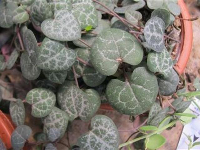 fmOZ573naUciCNIi.jpg