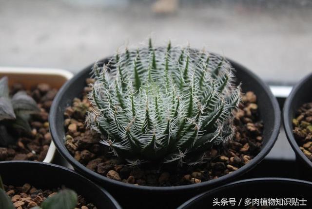 S83QeieE6sG42t63.jpg