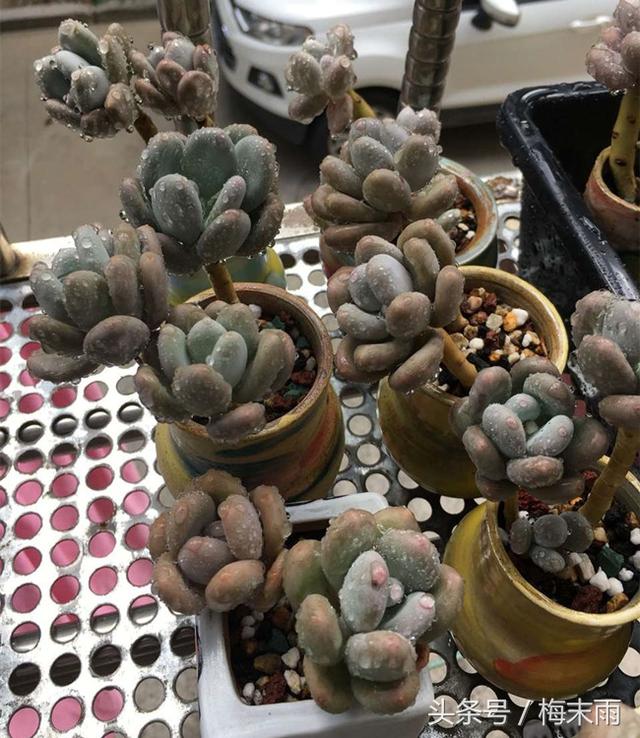 SQuFrFONfU955ff0.jpg