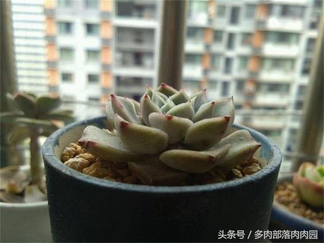 I5ZRjTCI856X8hli.jpg