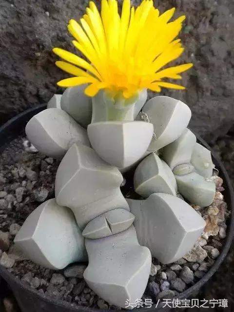 bp60R00AP6pP1JnC.jpg