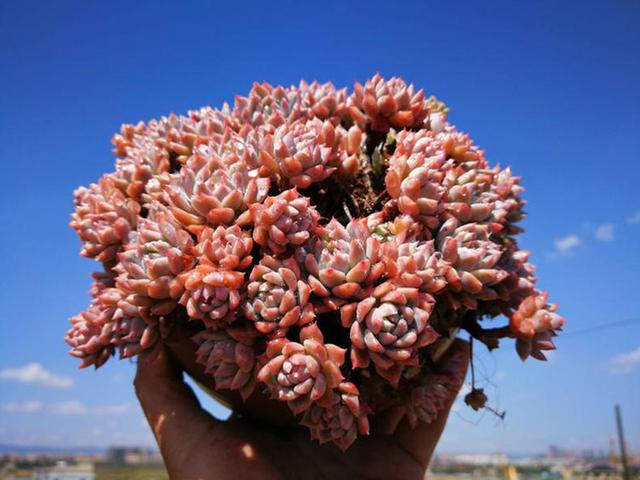 RPuYQa2727062A0a.jpg