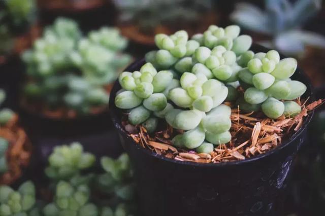 oOzYqjQpz949PFN1.jpg