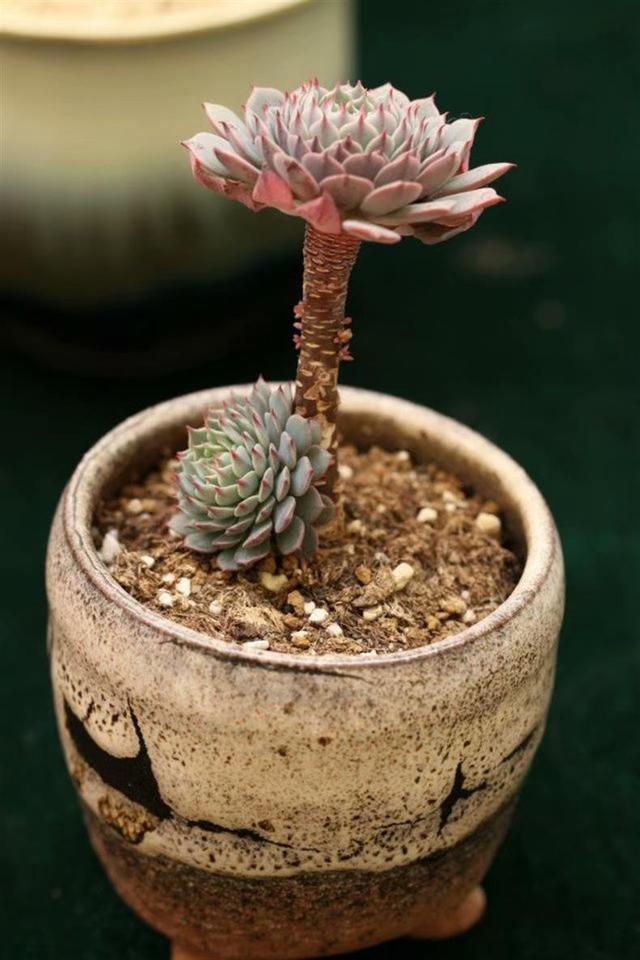 uIBAp76LaceXbcC4.jpg