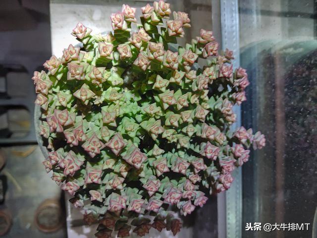 Yt996rCVprT9pXP9.jpg