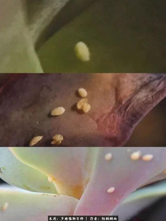 ySxWvG2D7d2TPpwN.jpg