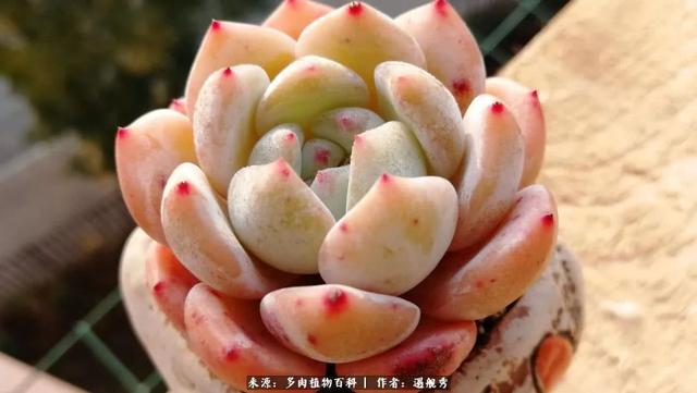 n6f330lBtO5Bln66.jpg