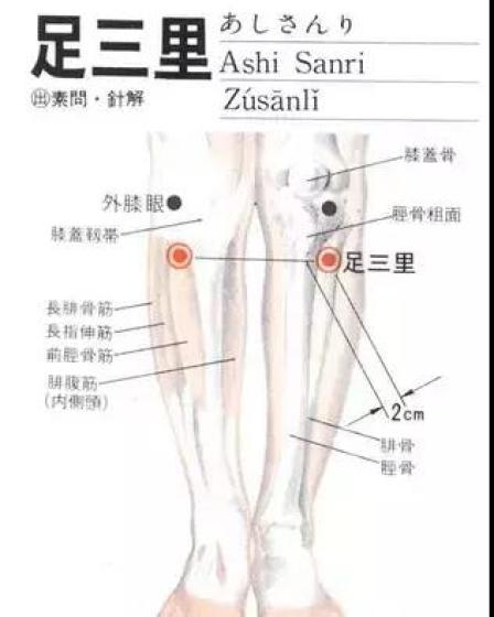 胃经(穴位)---足三里穴