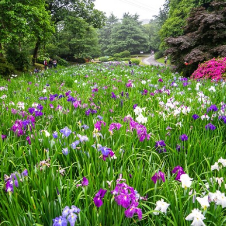 花菖蒲