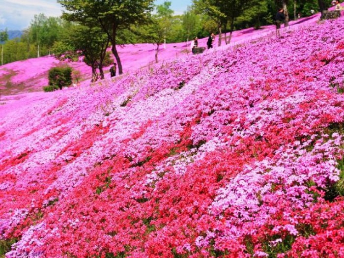 芝櫻花海