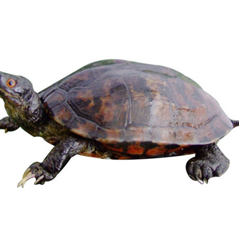 长寿龟标本