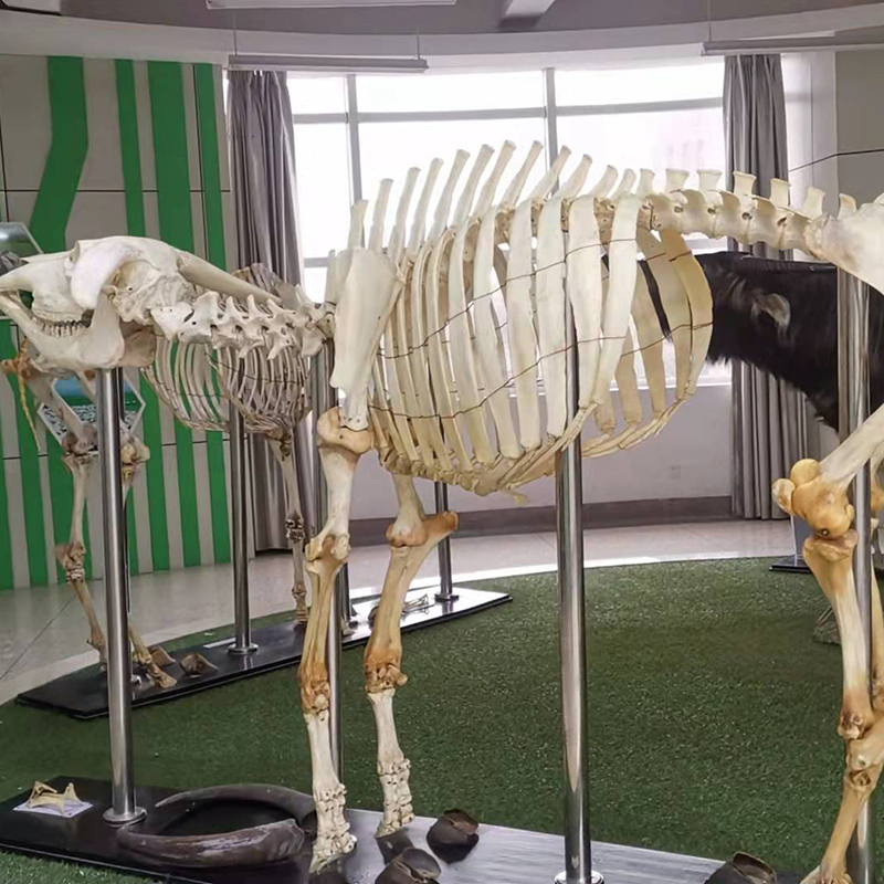 牛骨骼标本