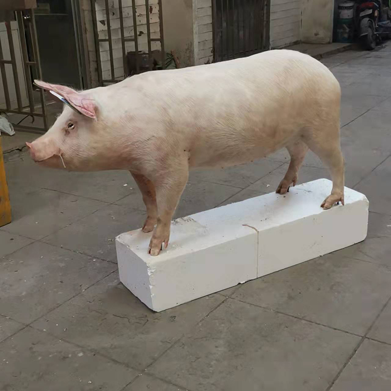 长白猪标本