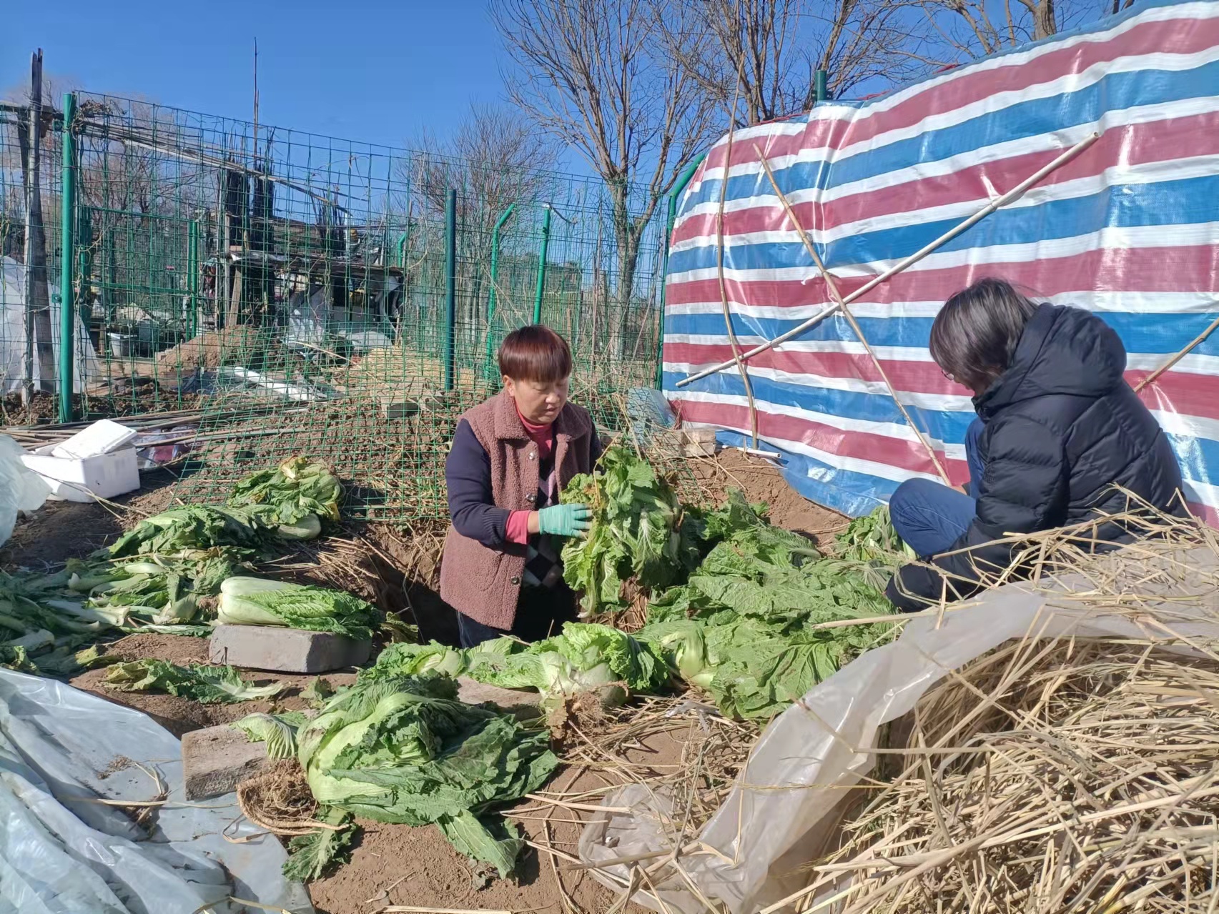 南苑小镇农场图片