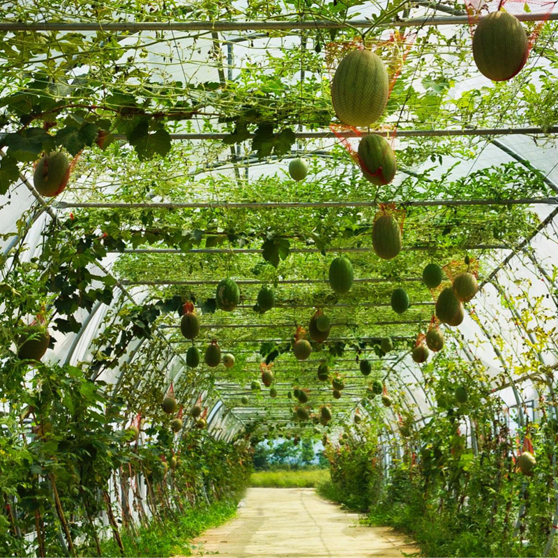 喜番乐有机农场官网-科技智慧农场,文旅,研学,种植