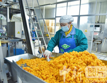 江苏如皋：非遗小萝卜干“冬腌”忙
