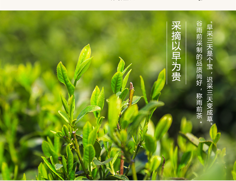 顶臻龙井dz1000精品装 独立小泡40泡 高端大气送礼 正宗西湖龙井_商家