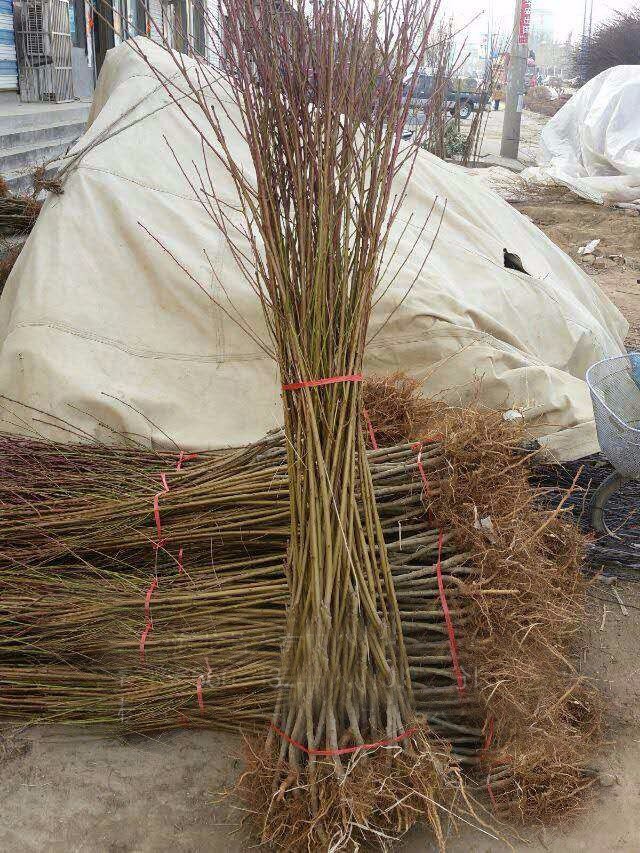 红叶冬桃苗一亩地种植多少棵口感甜桃树苗新品种