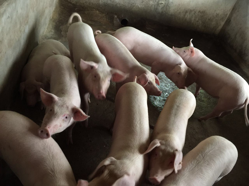 "我场的猪儿脱僵了!