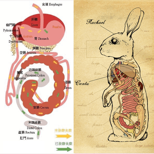 兔子的内部解剖图图片