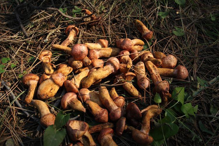 临江野生松树伞蘑500g