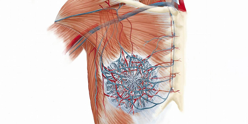 胸中段位于奇静脉弓图片