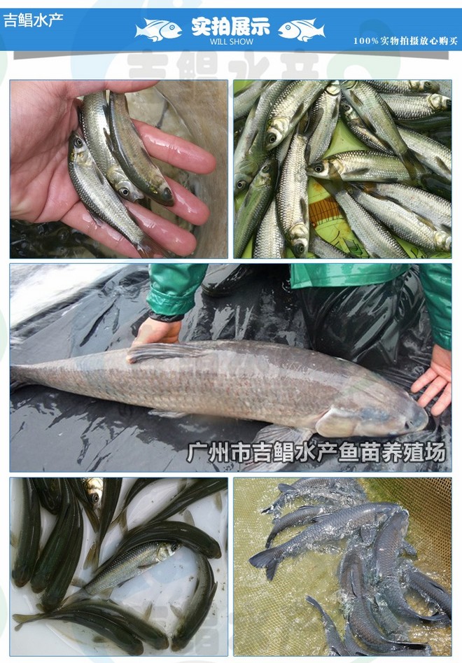 青鱼苗(螺蛳青)