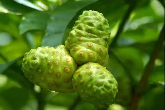 这是一篇让您深入了解"诺丽果"的好文章!