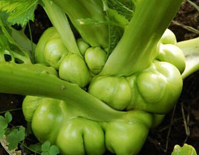 "涪陵青菜头"地理标志证明商标于2009年12月成功注册