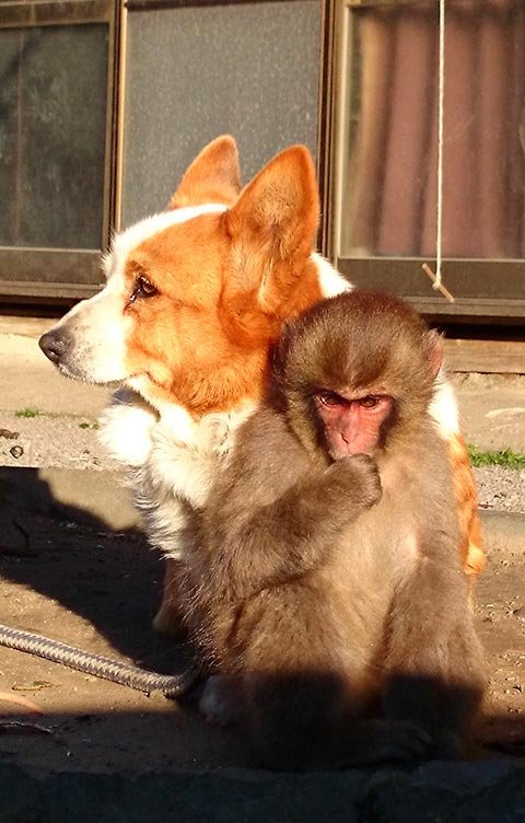 动物们"大爱无疆的情怀",颠覆了日本人对狗与猴子关系的传统偏见.