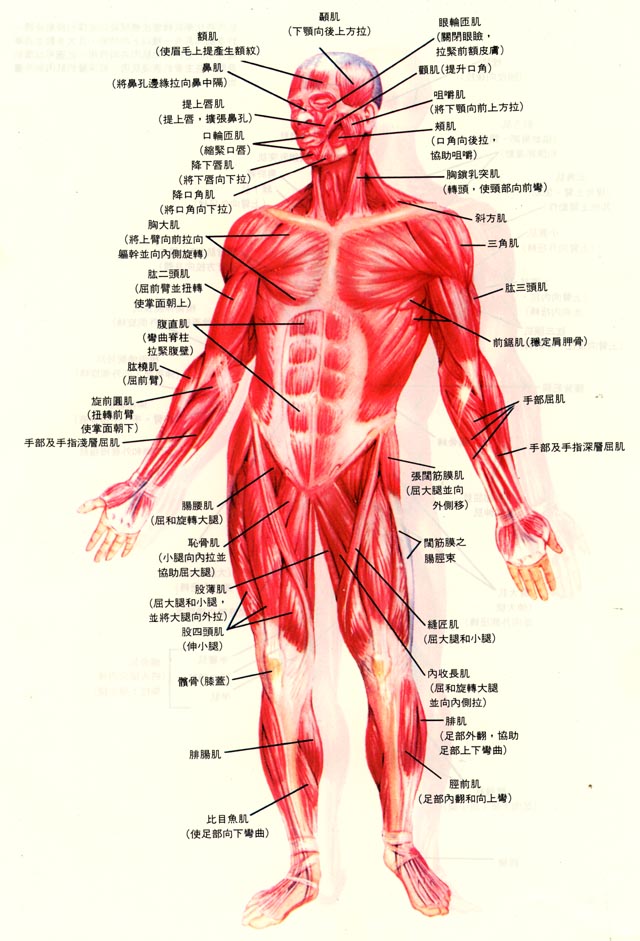 人体肌肉图