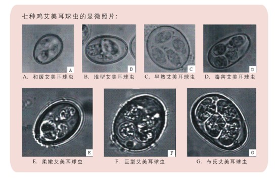 七种鸡艾美耳球虫的显微照片:公司可为客户提供鸡球虫卵囊监测及推荐