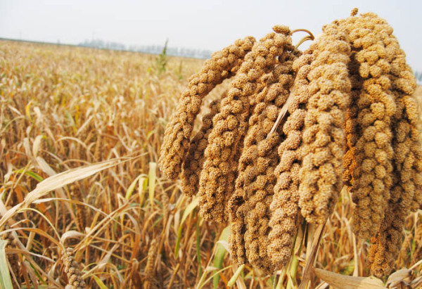 小米储藏方法_甘薯谷子网