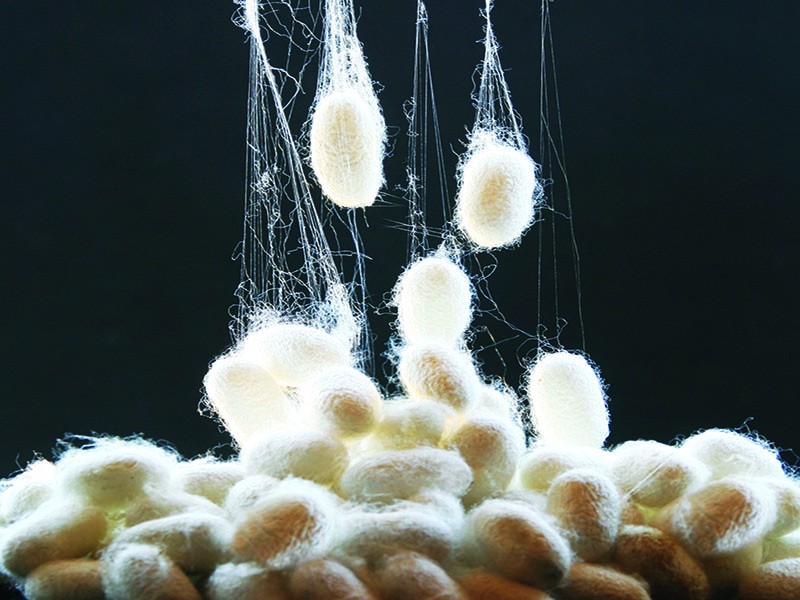 原生态真蚕丝被——云南丝绸之乡的破茧之地