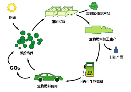 微藻生物能源的深刻教训