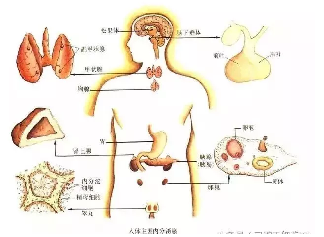 京蒙干细胞今天         内分泌系统由内分泌腺和分布于其他器官