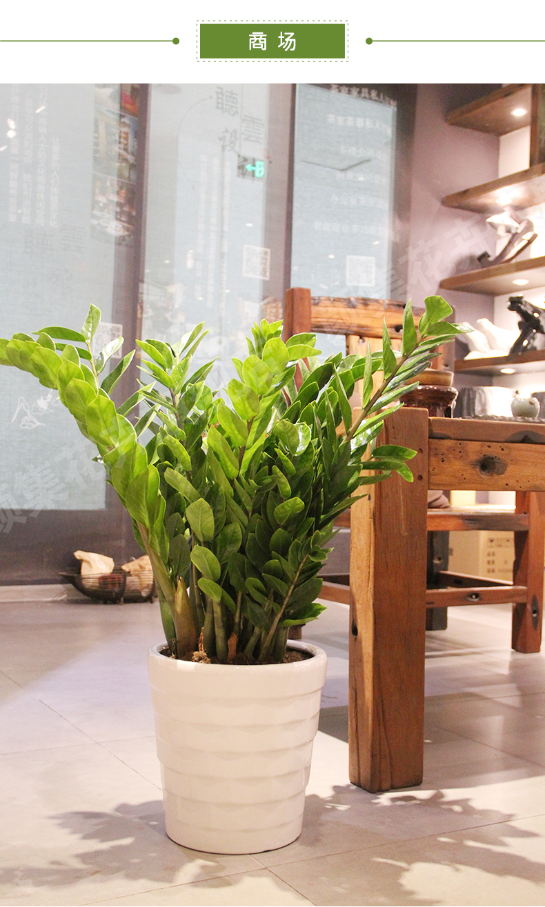 金钱树摇钱树盆栽室内植物净化空气客厅办公室绿植