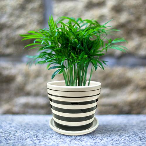 【包邮】袖珍椰子