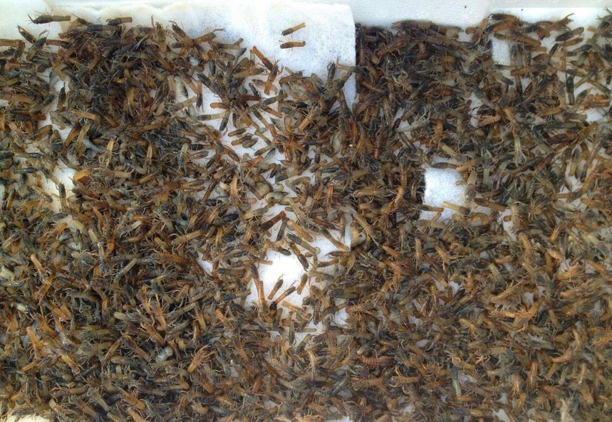 重庆小龙虾虾苗