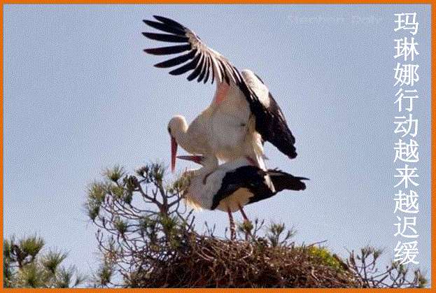 消息一经传出都轰动了 大家都被阿克和玛琳娜的爱情感动了 而玛琳娜的