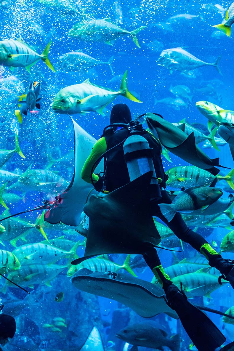 苏梅岛discovery dive潜水 涛岛深潜龟岛旅游 潜水体验(中文padi潜导